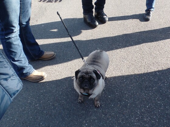 Tipo Treffen an der Classic Remise in Düsseldorf